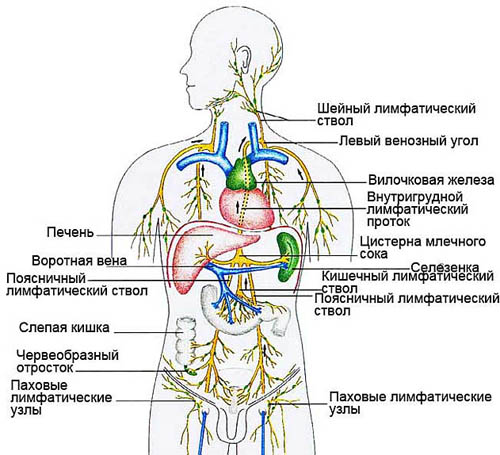 Лимфатическая система человека анатомия фото